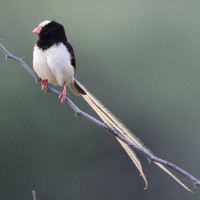 Straw-tailed Whydah